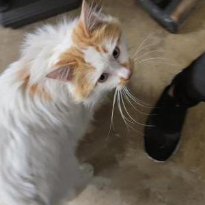 Image of Not sure, Found Cat