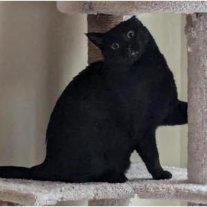 Lost Cat Ozzie