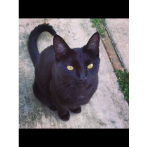 Image of Vader, Lost Cat