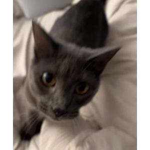 Lost Cat MYSTY