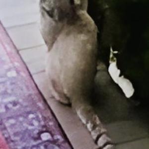 Lost Cat Unknown