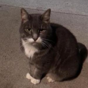 Lost Cat Szarus