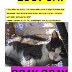 Image of Gray Gray, Lost Cat