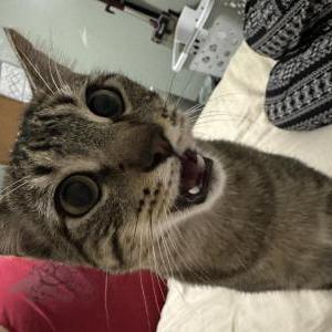 Lost Cat Bandit