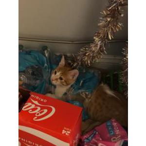 Image of Amber, Lost Cat