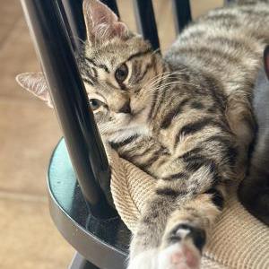 Lost Cat Jax
