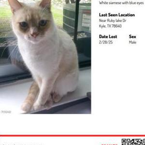 Lost Cat Atlas
