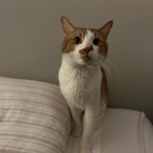 Image of Unknown, Found Cat