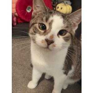 Lost Cat Tigger