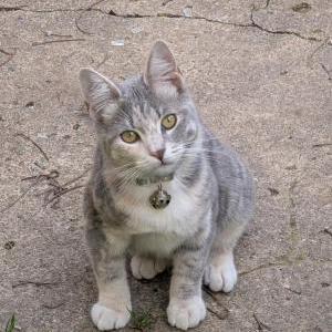 Image of Unknown, Found Cat