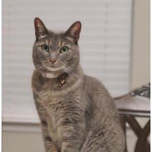 Lost Cat Mia