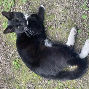Found Cat Don’t know
