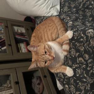 Image of Bastard, Lost Cat