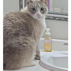 Image of Mellow, Lost Cat