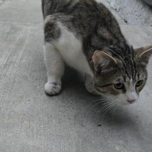 Found Cat Unknown
