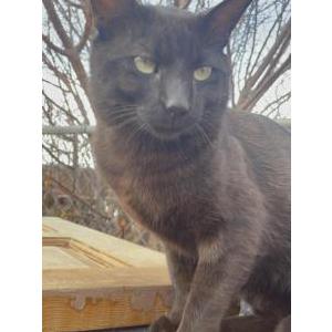 Image of Plagg, Lost Cat