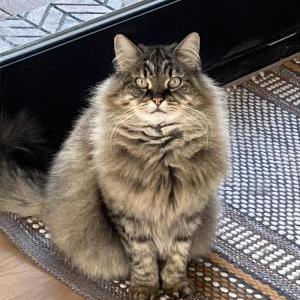 Lost Cat Tuna