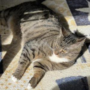 Lost Cat KeKe