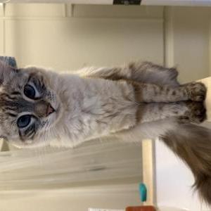 Image of Ryu, Lost Cat