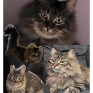 Image of Muichiro, Lost Cat