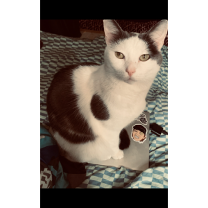 Lost Cat Atty