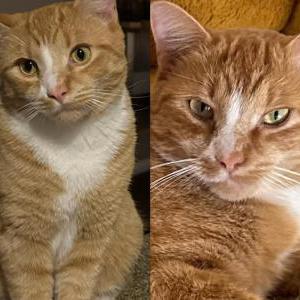 Lost Cat Koda