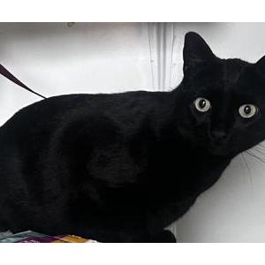 Lost Cat Pocket