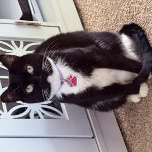 Lost Cat Penny