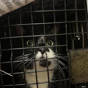 Found Cat Unknown