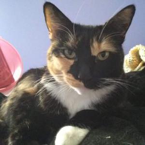 Image of PILOT, Lost Cat