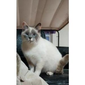 Lost Cat marshmallow