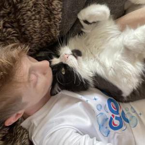 Lost Cat Sam