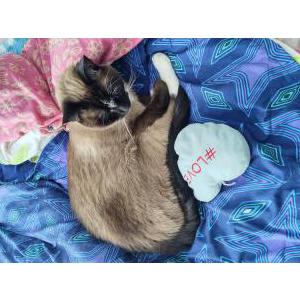 Lost Cat Marshmallow