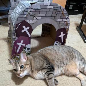 Image of Leia, Lost Cat