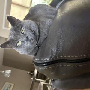 Lost Cat Rue