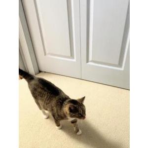 Lost Cat Lila