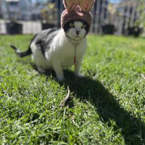 Image of Jobu, Lost Cat