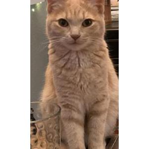 Lost Cat Vanilla