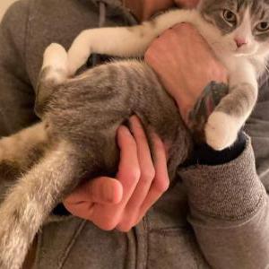 Lost Cat Oscar