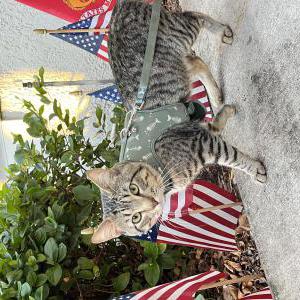 Image of Ares, Lost Cat