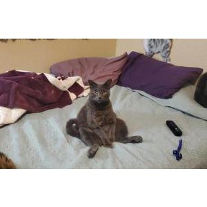 Image of Romeo, Lost Cat