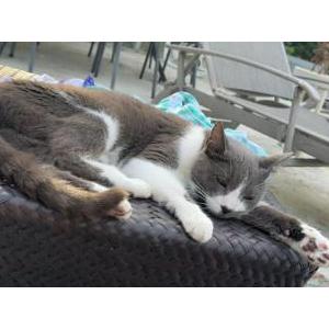 Lost Cat Ella