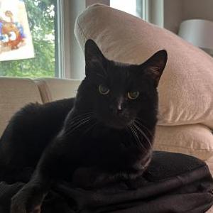 Lost Cat Mark