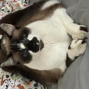 Image of Winston, Lost Cat