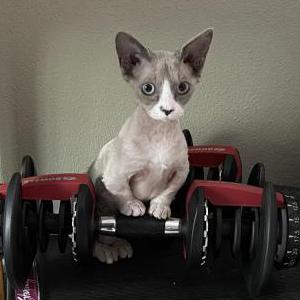 Lost Cat Wrinkles