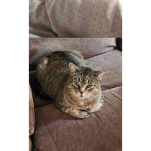 Lost Cat JJ