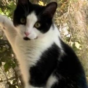 Lost Cat Apolo