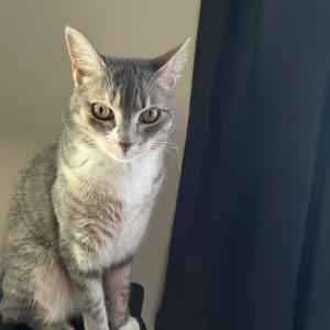 Lost Cat Lilo