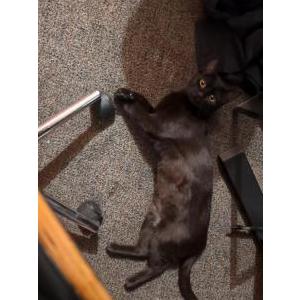 Lost Cat Luna