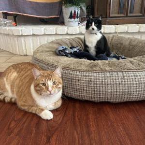 Lost Cat Onyx
